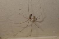Pholcus phalangioides