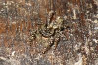 Marpissa muscosa