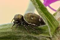 Heliophanus kochii