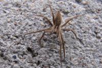 Pisaura mirabilis