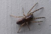 Segestria senoculata