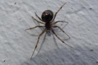 Steatoda triangulosa