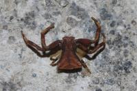 Pistius truncatus
