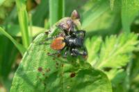 Carrhotus xanthogramma