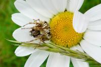 Agalenatea redii
