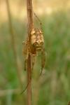 Larinioides cornutus
