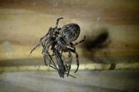 Nuctenea umbratica