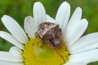 Gibbaranea bituberculata