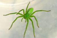 Micrommata virescens