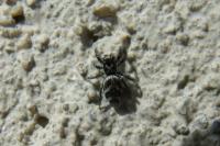 Salticus scenicus
