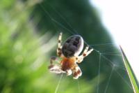 Larinioides cornutus