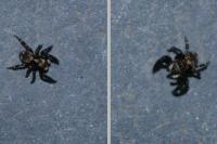 Pseudeuophrys erratica