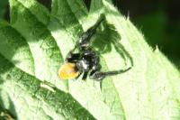 Carrhotus xanthogramma