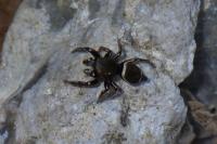 Heliophanus kochii