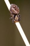 Pseudeuophrys lanigera