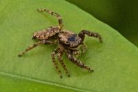 Marpissa muscosa