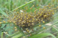 Araneus diadematus
