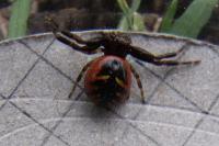 Synema globosum