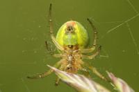 Araniella cucurbitina