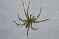Micrommata virescens