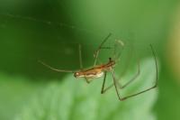 Tetragnatha