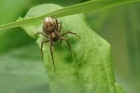 Pardosa