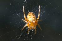 Araneus diadematus