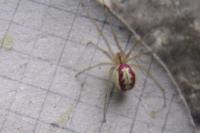 Enoplognatha
