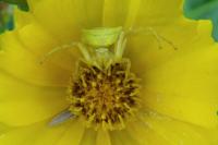 Thomisus onustus