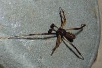 Episinus truncatus
