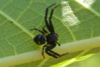 Synema globosum
