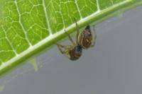Heliophanus tribulosus