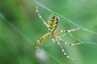 Argiope bruennichi