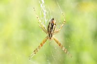 Argiope bruennichi