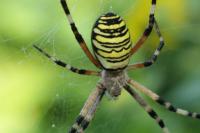 Argiope bruennichi