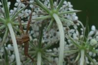 Runcinia grammica