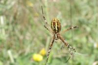 Argiope bruennichi