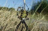 Argiope bruennichi