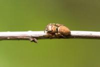 Evarcha falcata