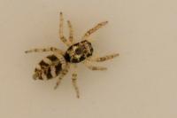 Salticus scenicus