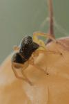 Heliophanus cupreus