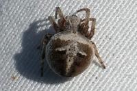 Agalenatea redii