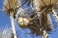 Araneus quadratus