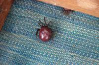 Steatoda grossa
