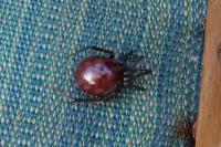 Steatoda grossa