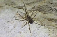 Tegenaria parietina