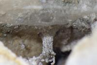 Tegenaria parietina