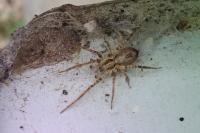 Anyphaena accentuata