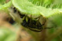 Heliophanus auratus