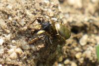 Heliophanus auratus